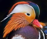 Mandarin Duck Portrait